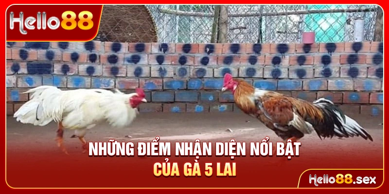 Những điểm nhận diện nổi bật của gà 5 lai